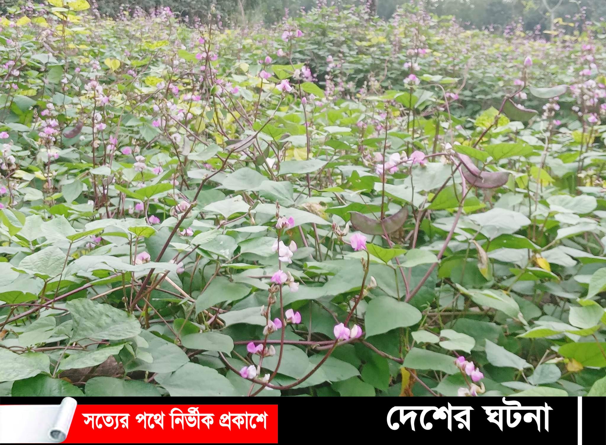 নীলফামারীর ডোমারে মাচায় দুলছে কৃষকের শিম চাষের স্বপ্ন