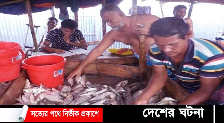 লক্ষ্মীপুরে মেঘনায় প্রজনন মৌসুমেও ইলিশ ধরছেন জেলেরা