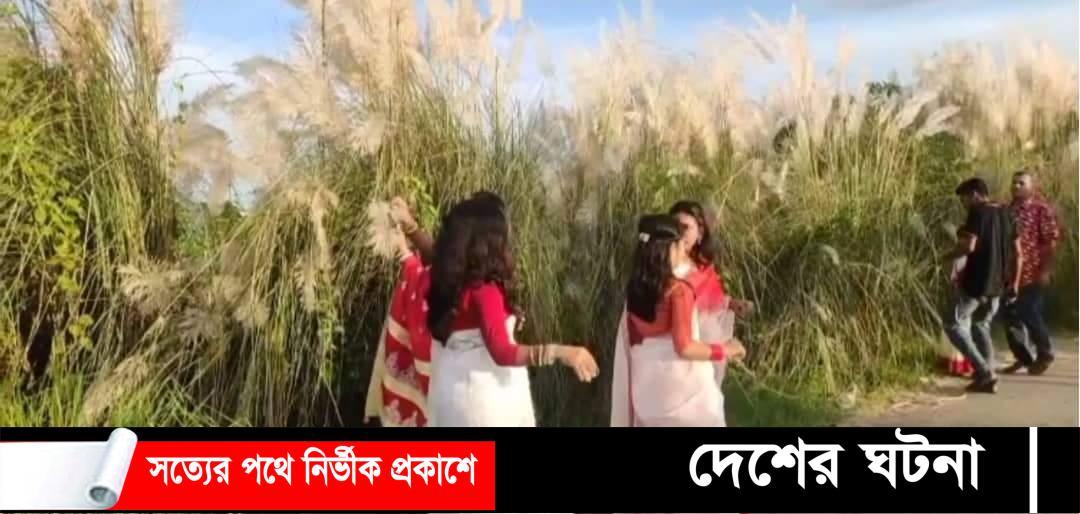 বাঞ্ছারামপুরে কাঁশফুলের সৌন্দর্য দেখতে দর্শনার্থীদের ভীড়