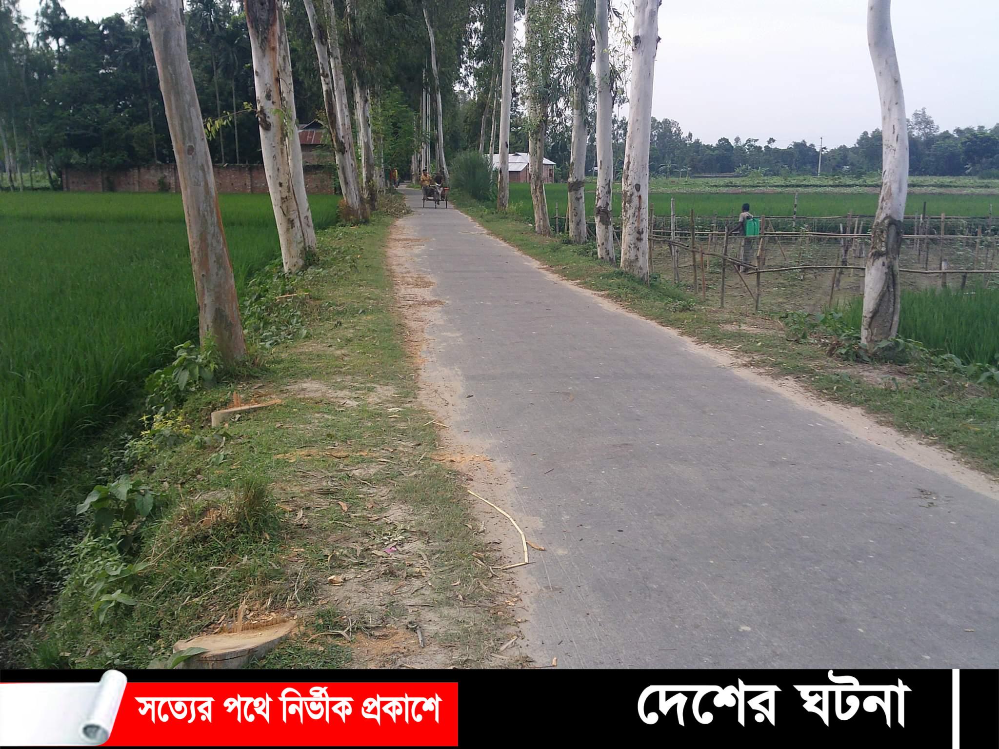 পীরগঞ্জের লালদীঘি হতে জামালপুর মূখি ইউপি রাস্তায় অবৈধভাবে গাছ কর্তন