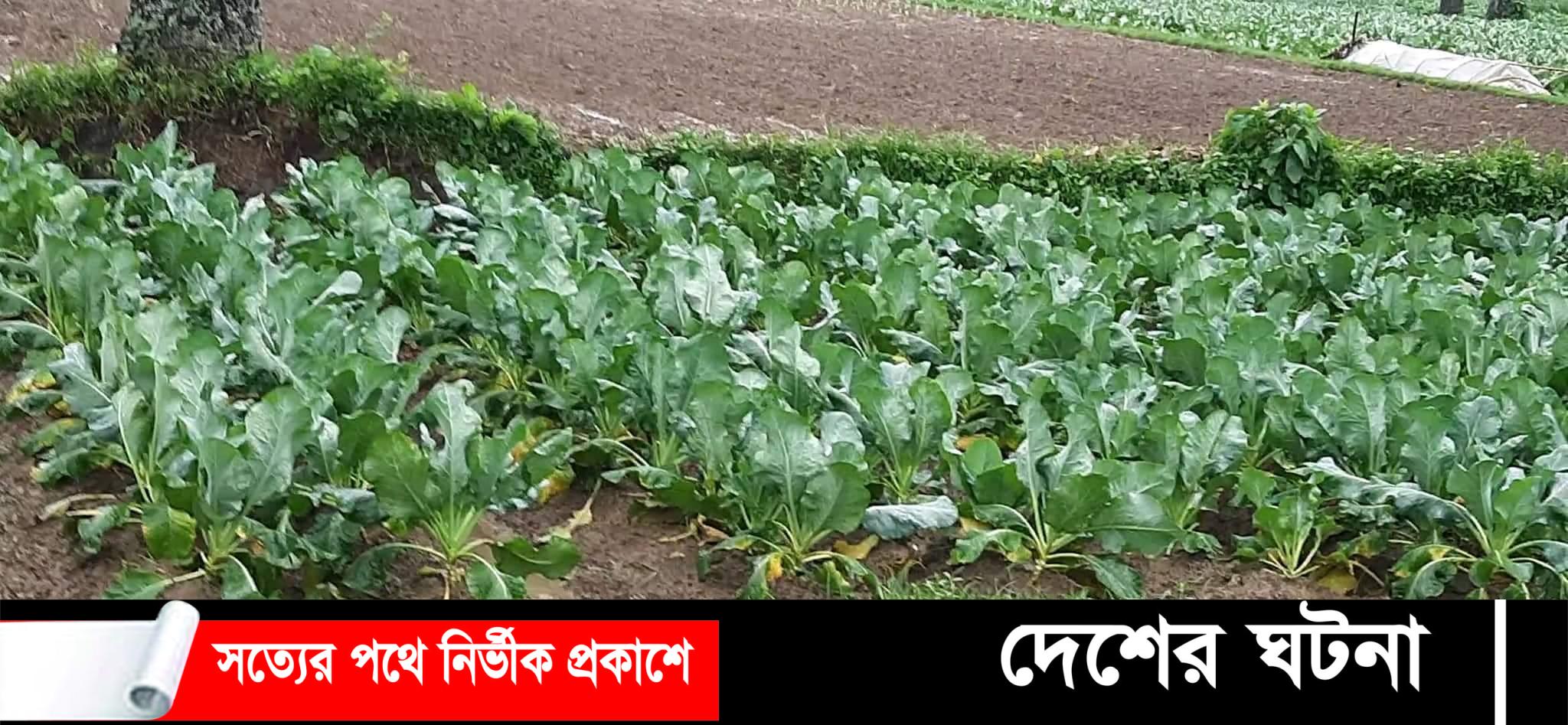 কুমিল্লায় ঘূর্ণিঝড়  সিত্রাংয়ের প্রভাবে ব্যাপক ক্ষয়ক্ষতি