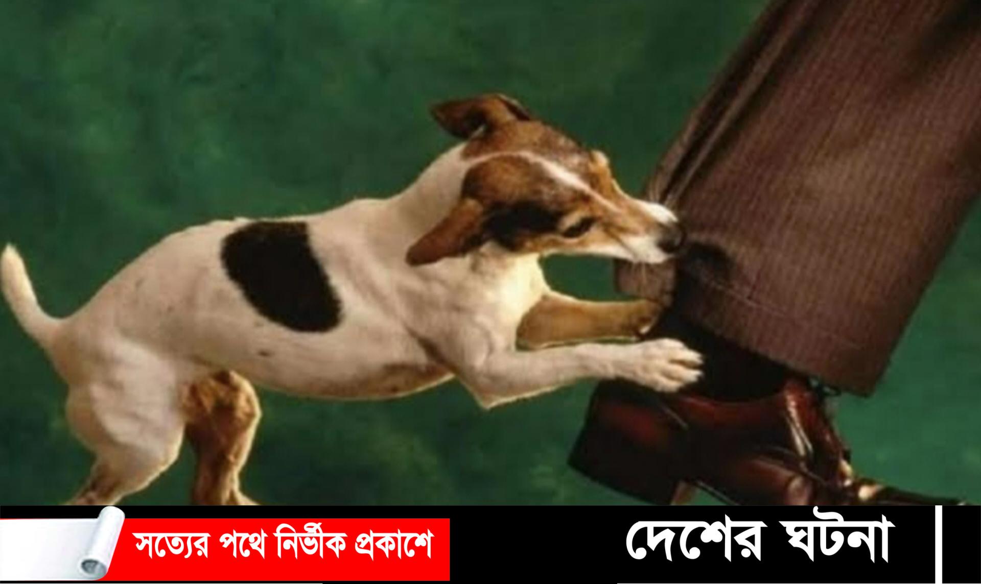 দেবীদ্বারে পাগলা কুকুরের কামড়ে ইউপি সদস্যসহ আহত ৩০