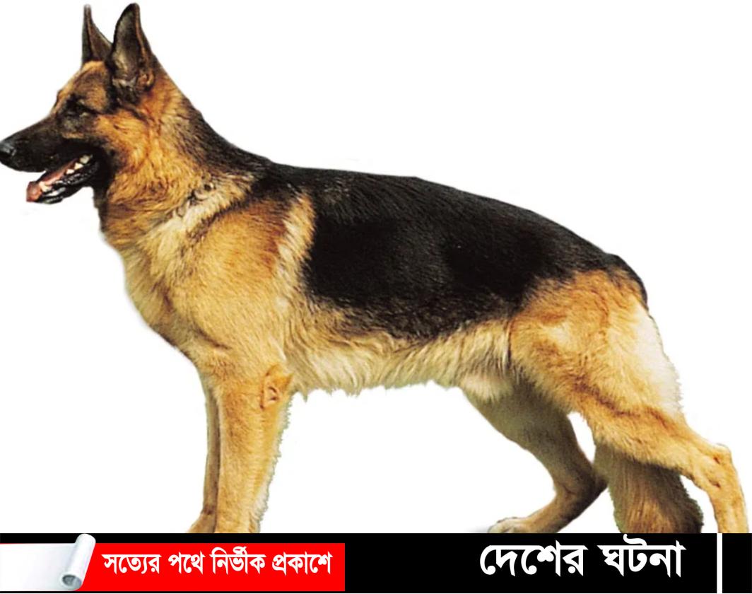 চাঁদপুরে কুকুরের কামড়ে চার শিশুসহ আহত ছয়জন