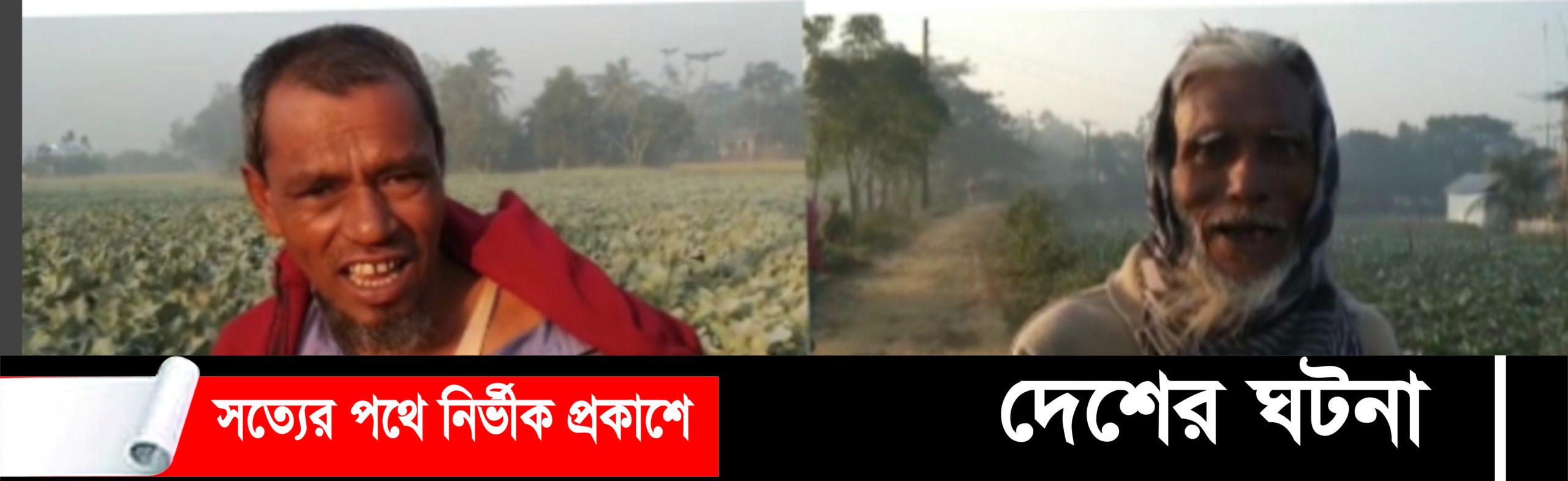 দেবীদ্বারে শীতকালীন সবজিতে সোনালী ফসলে কৃষকের হাসি