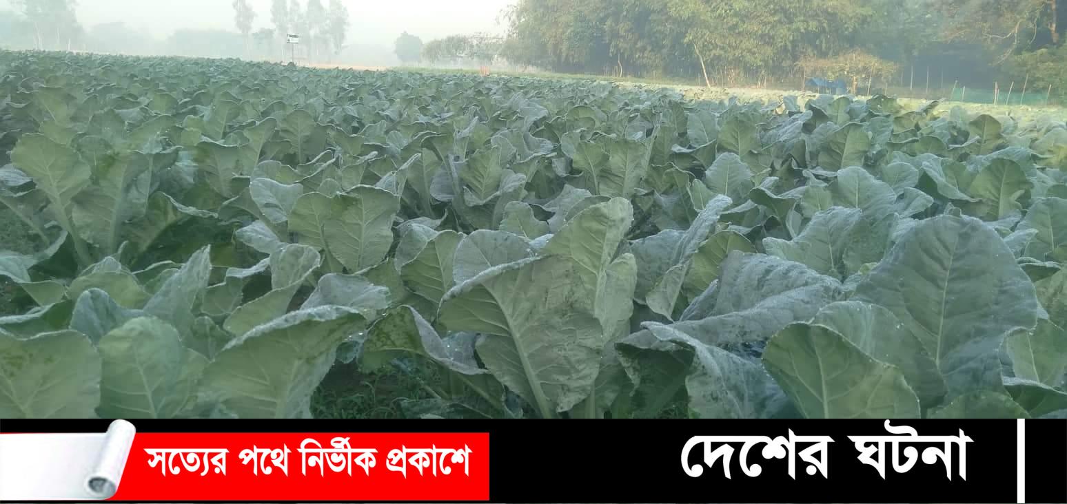 নীলফামারীতে কপি চাষাবাদে ভাগ্য বদলেছে  কৃষকের