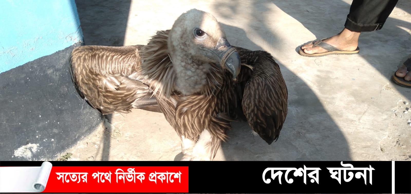 দেবীদ্বারে অসুস্থ বাজপাখি উদ্ধার করে বন বিভাগে হস্তান্তর