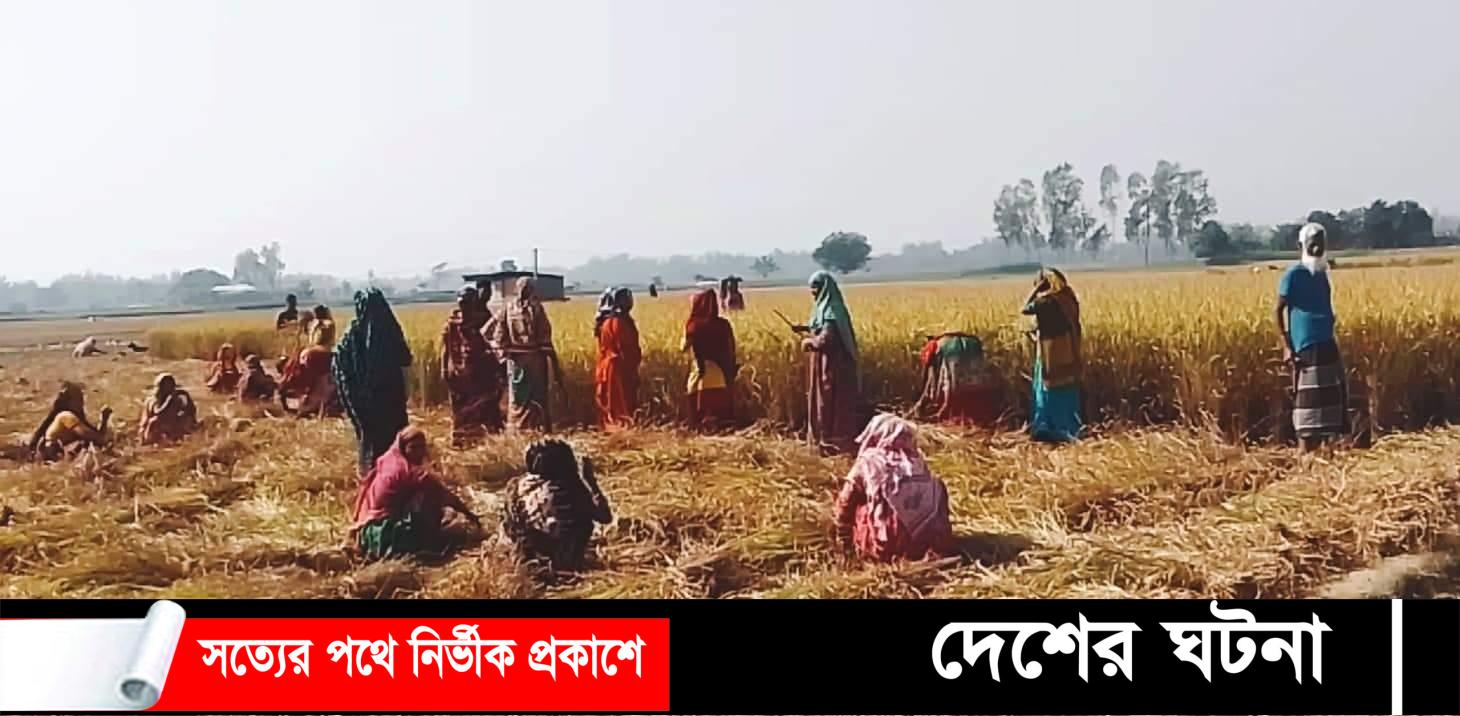 সলঙ্গায় কর্মসূচির শ্রমিক দিয়ে ধান কাটাচ্ছে মেম্বর