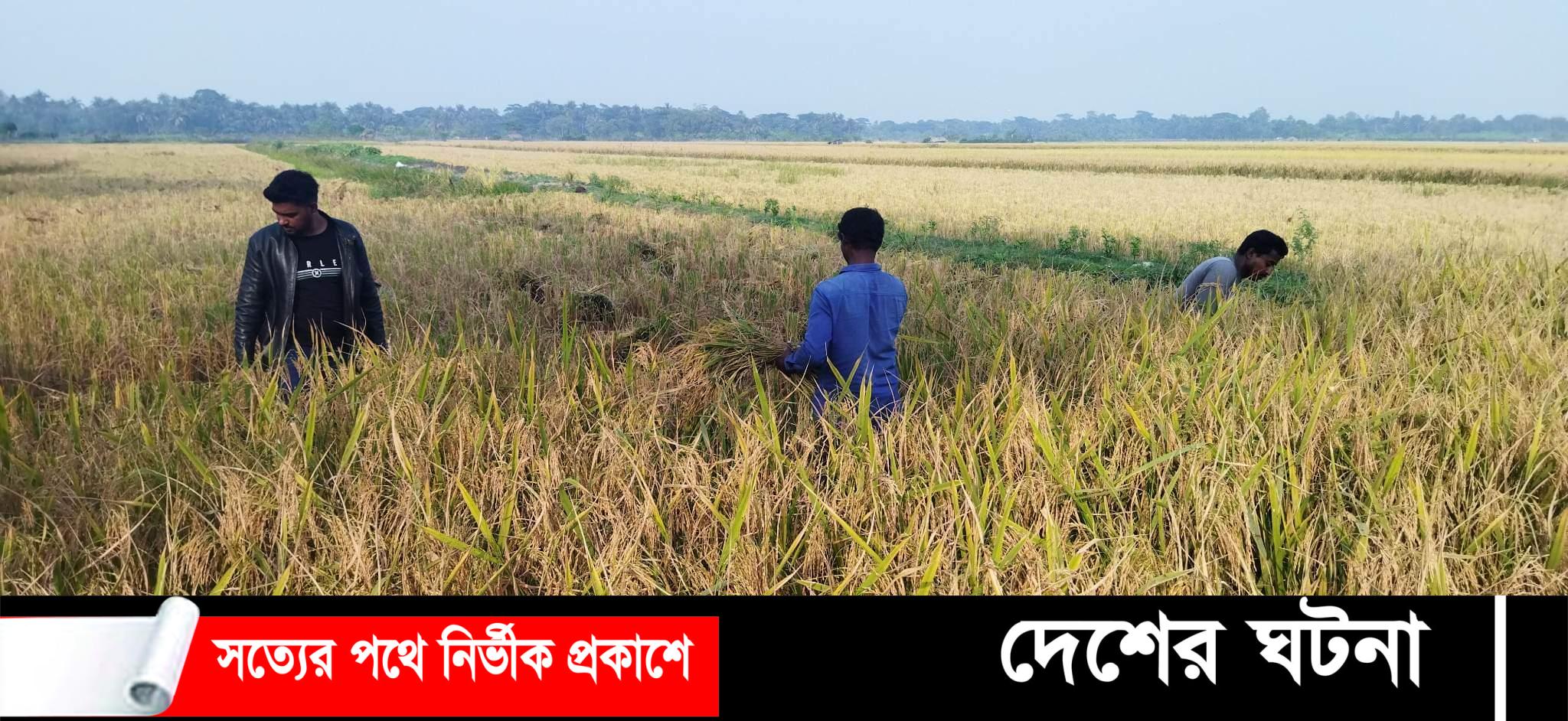 বটিয়াঘাটায় আমন ধানের বাম্পার ফলনে খুশি কৃষকরা