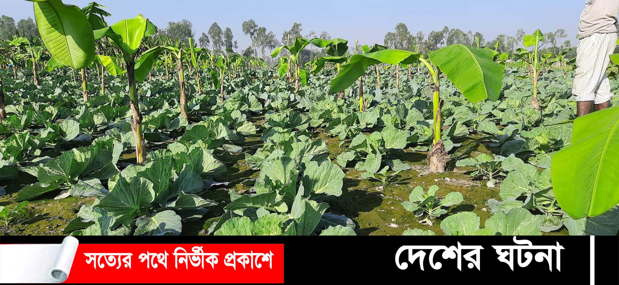 নীলফামারী ডোমারে স্বল্প জমিতে অধিক সাথী ফসল চাষ