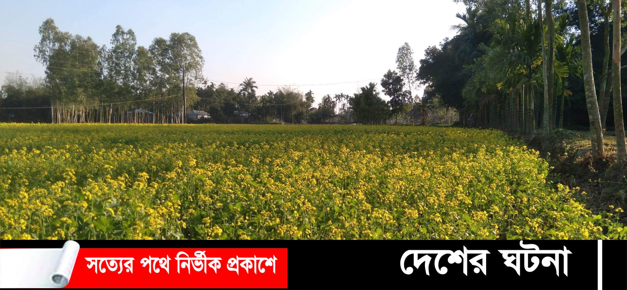 কৃষকের স্বপ্ন দুলছে সরিষার ফুলে ফুলে