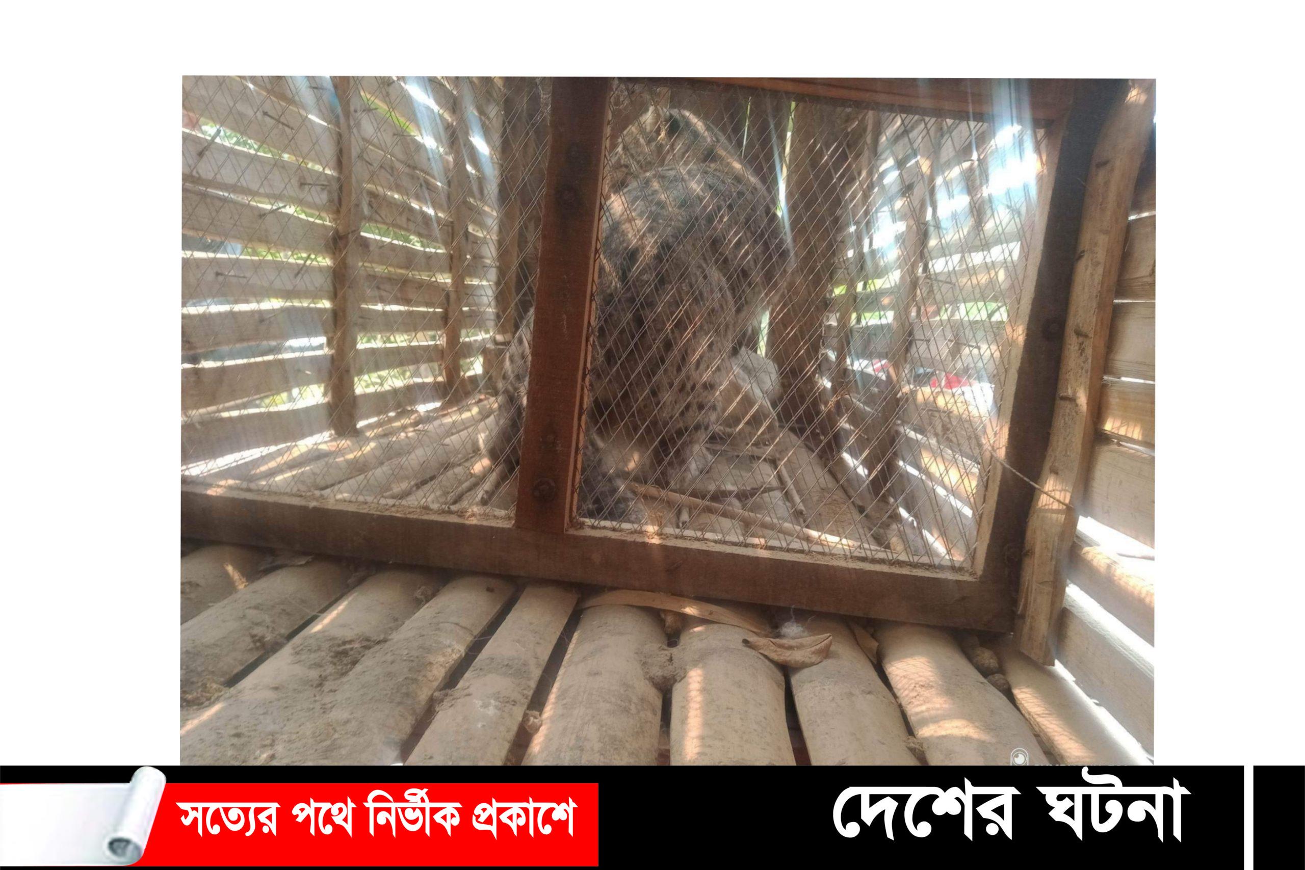 কৃষকের ফাদে ধরা পড়লো মেছো বাঘ