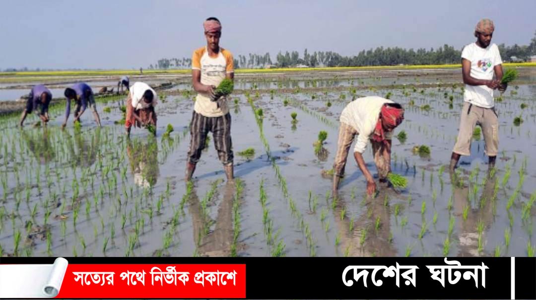 নওগাঁর রাণীনগরে বুকভরা আশা নিয়ে ইরি-বোরো আবাদে মাঠে নেমেছেন কৃষকরা