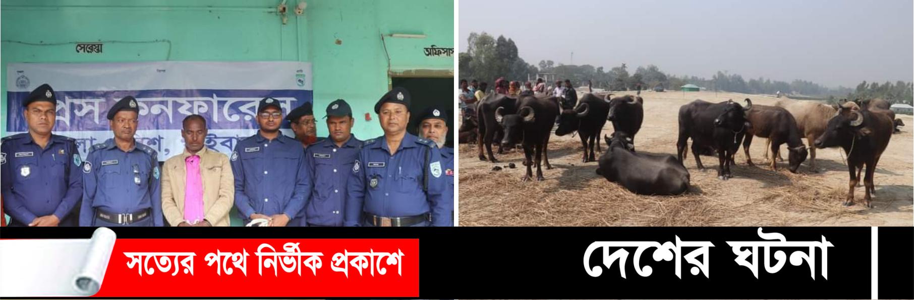 গাইবান্ধায় ১৬ টি চোরাই মহিষ উদ্ধারসহ মূলহোতা গ্রেফতার