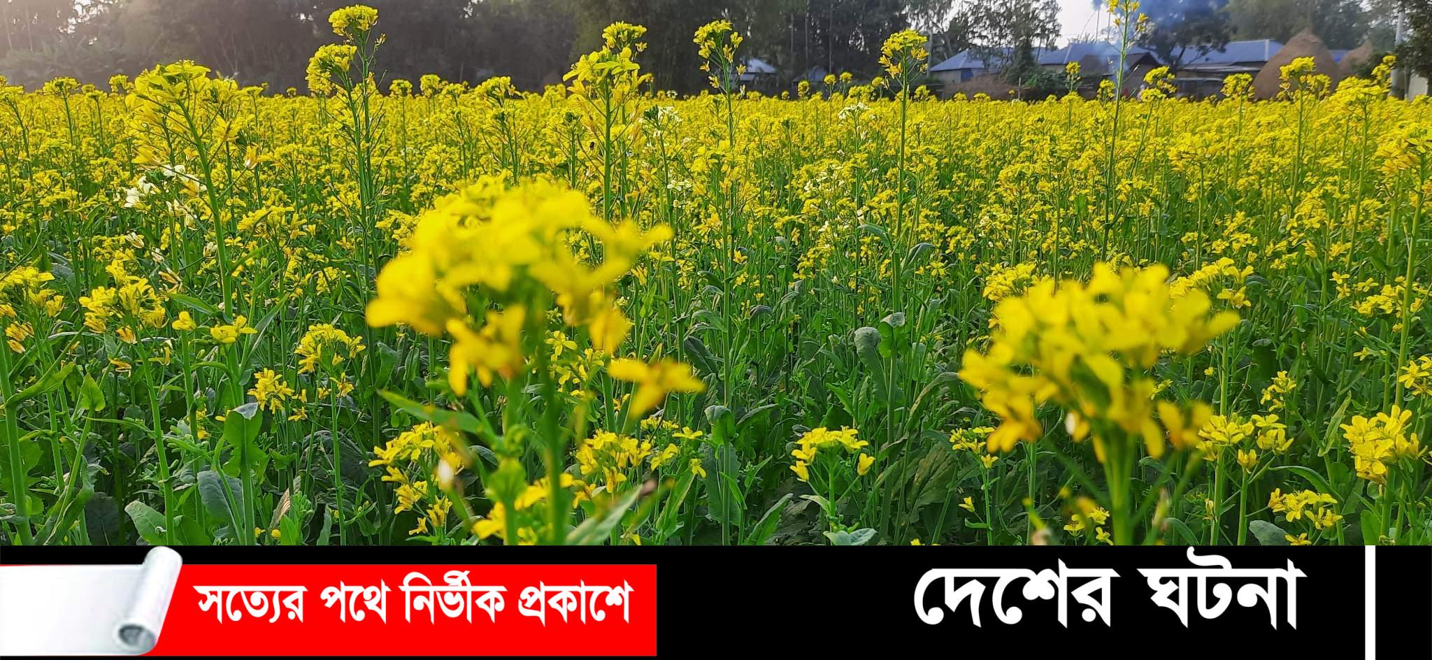 নীলফামারীর ডোমারে বেড়েছে সরিষা’র চাষ বাম্পার ফলনের প্রত্যাশা