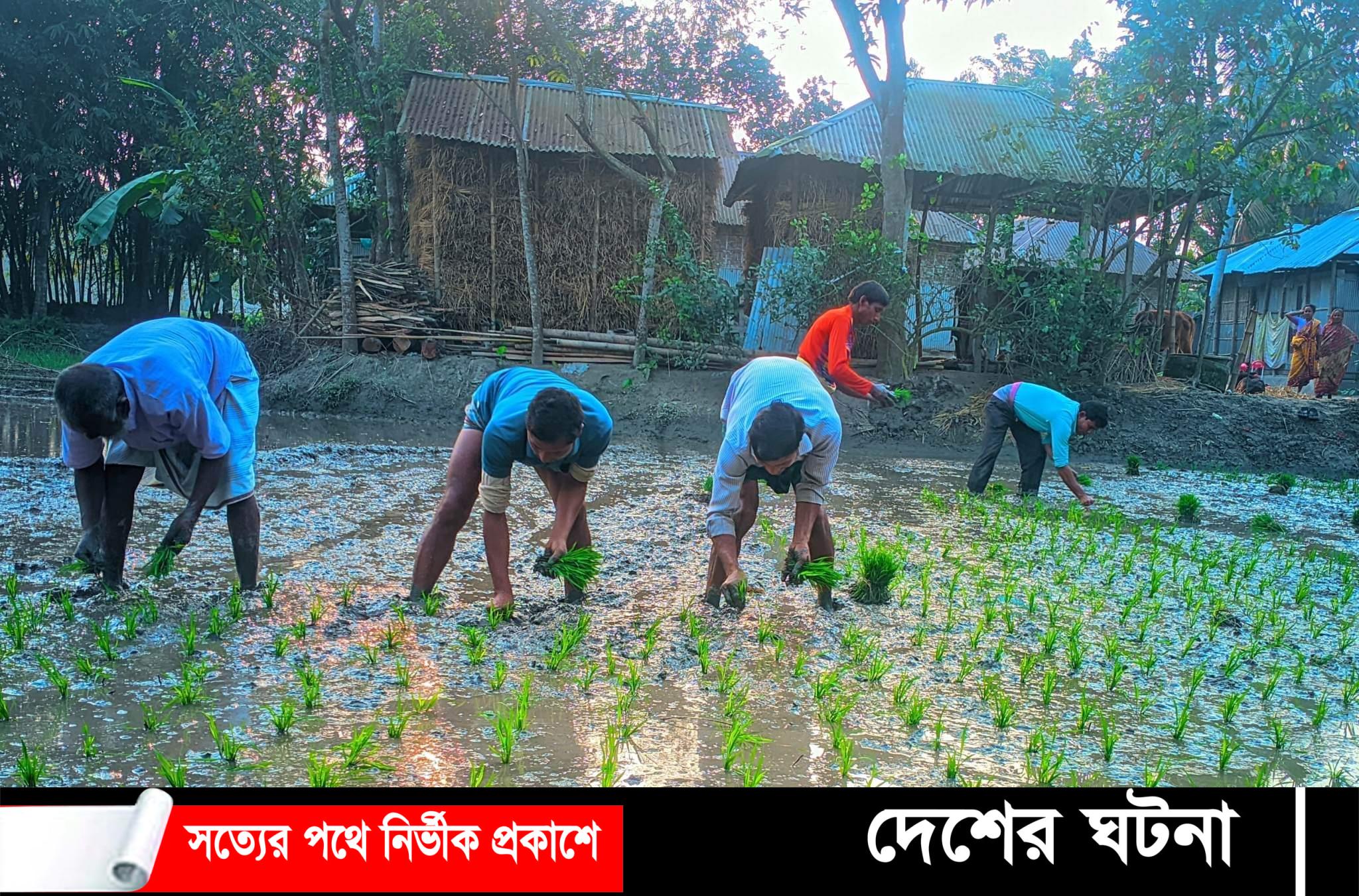 ডোমারে বোরো ধান রোপনে ব্যস্ত কৃষক