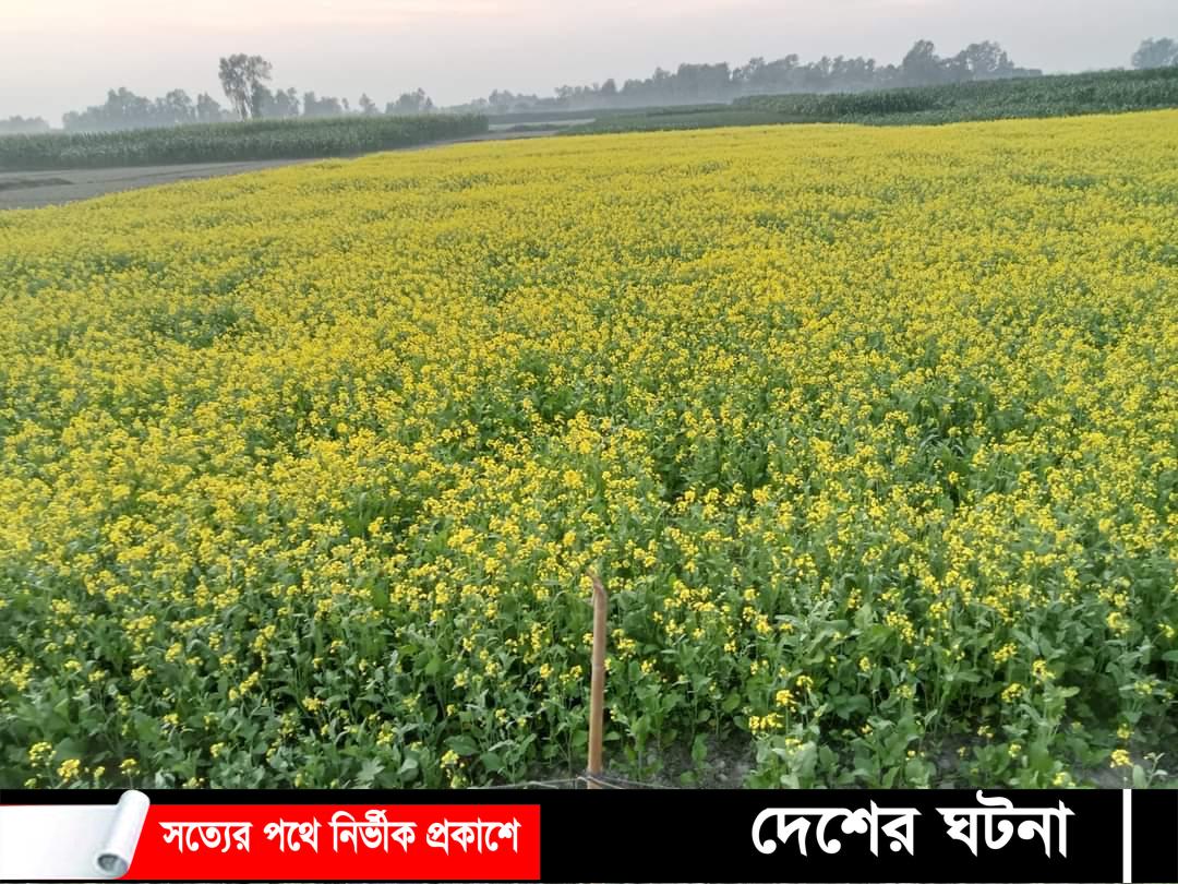 রাজশাহীর নোহনপুরে সরিষার ফলন ও দামে খুশি কৃষক