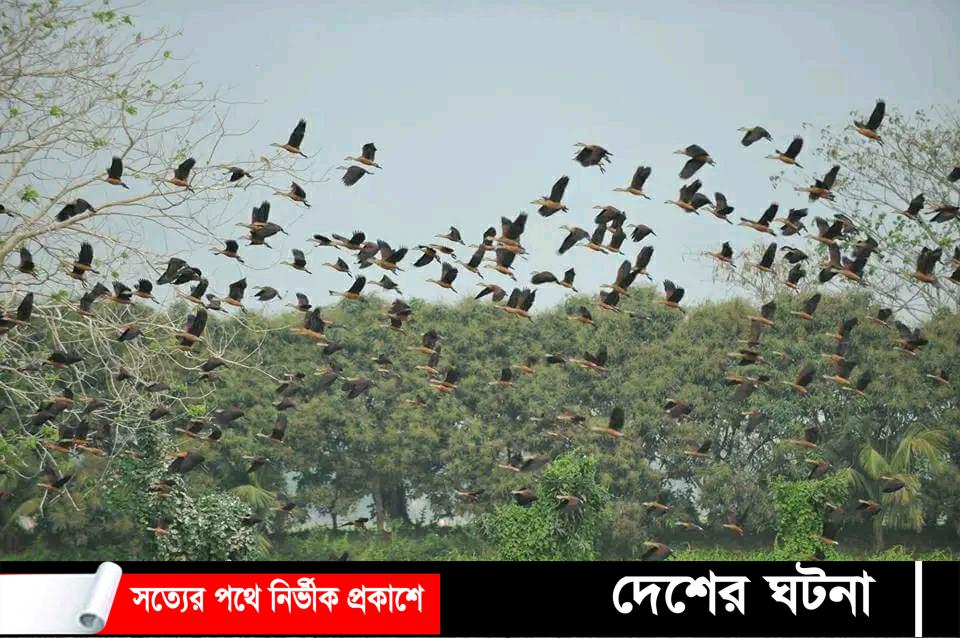 অরুনিমা রিসোর্ট যেন পাখিদের অভয়ারণ্যে 