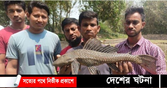 কুমিল্লার পুকুরে ধরা পড়ে ‘ভয়ংকর সাকার মাছ