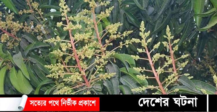 আমের মুকুল ও গুটি ঝরা রোধে করণীয়!
