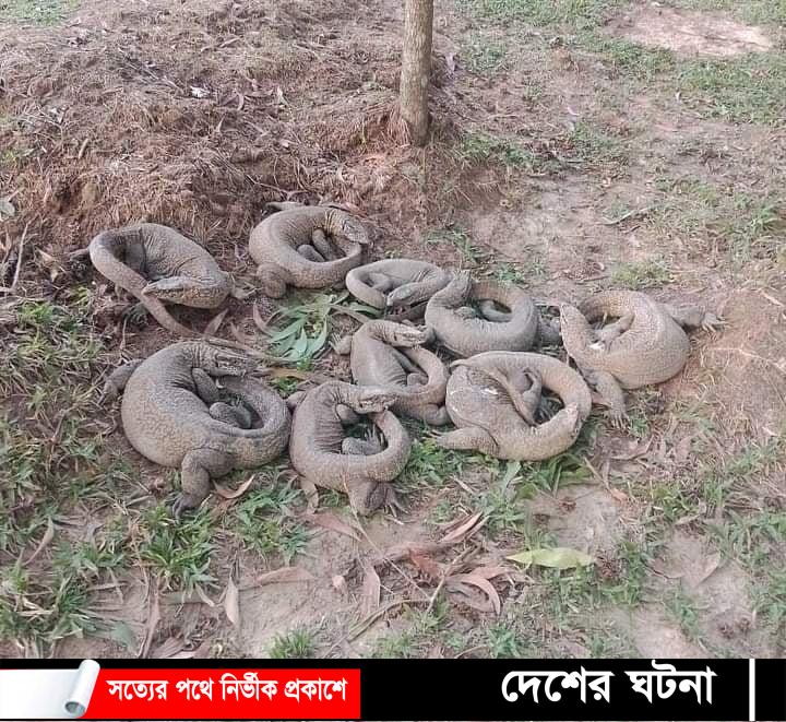 কুমিল্লায় ভারতে পাচারকালে ৯টি গুইসাপ উদ্ধার