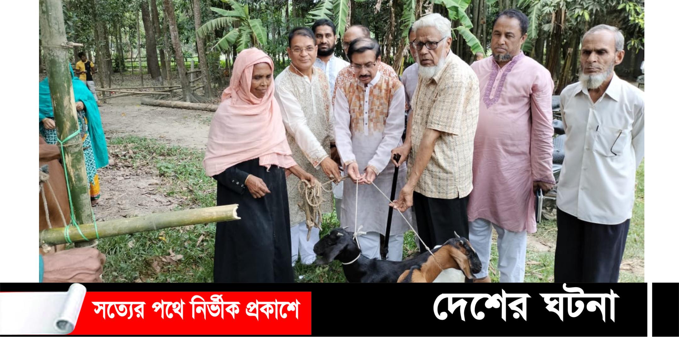 সুবিধাবঞ্চিত নারীদের মাঝে দেশ ডেভেলপমেন্টের গরু ও ছাগল বিতরণ