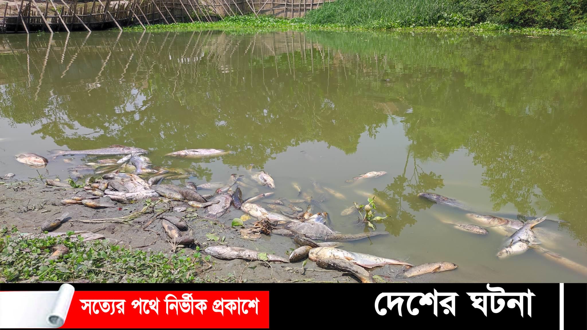 তিতাসে রাতের আঁধারে পুকুরে বিষ প্রয়োগ করে মাছ নিধনের অভিযোগ