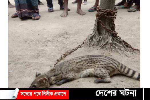 রানীশংকৈলে বিলুপ্তপ্রায় গন্ধগোকুল উদ্ধার