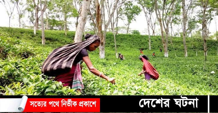 জাতীয় চা দিবস আজ