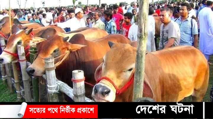 কুমিল্লায় কোরবানির ১৭ উপজেলায় দুই লক্ষ ২৯ হাজার ৯৮ টি পশু  আছে