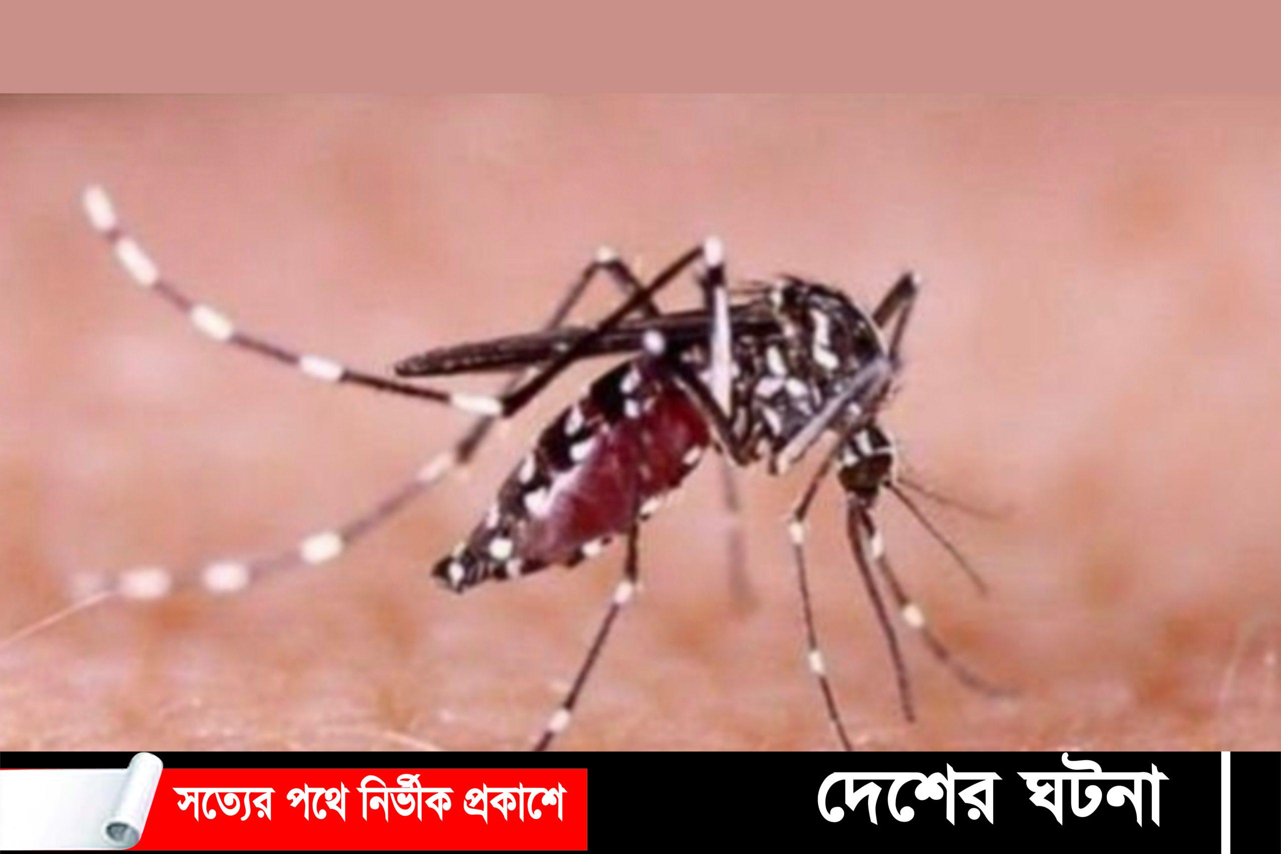 কুমিল্লায় ডেঙ্গু গত ২৪ ঘণ্টায় শনাক্ত ৮২জন