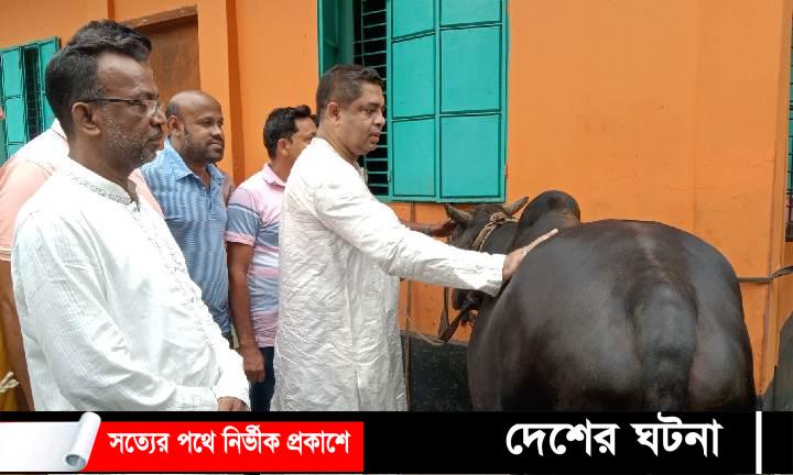 নড়াইলে ১৫ বছর ধরে বঙ্গবন্ধু ও তার পরিবারের নামে যুবলীগ নেতা কাজী সরোয়ারের গরু কুরবানী