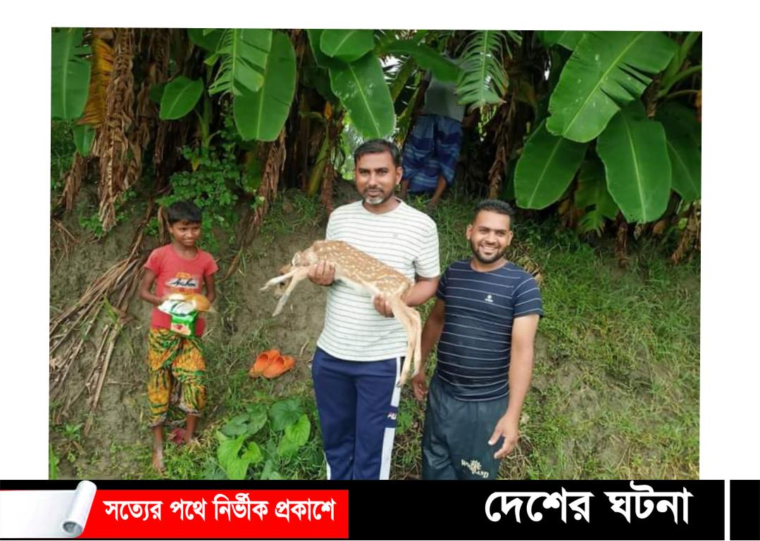 সুবর্ণচরের বিএডিসিতে হরণী বাচ্চা প্রসব
