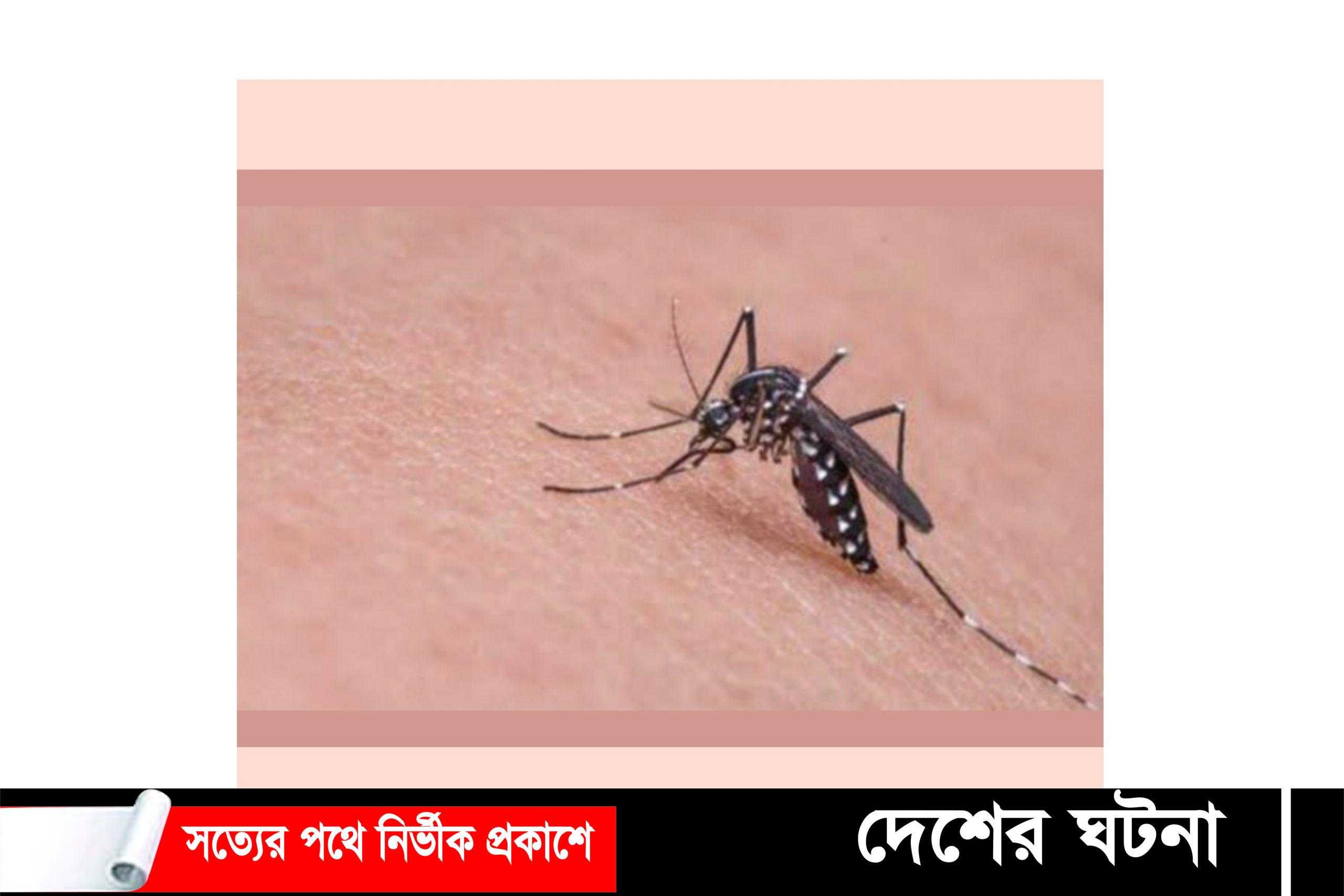 কুমিল্লায় আবারও  ৮০ জনের ডেঙ্গু শনাক্ত