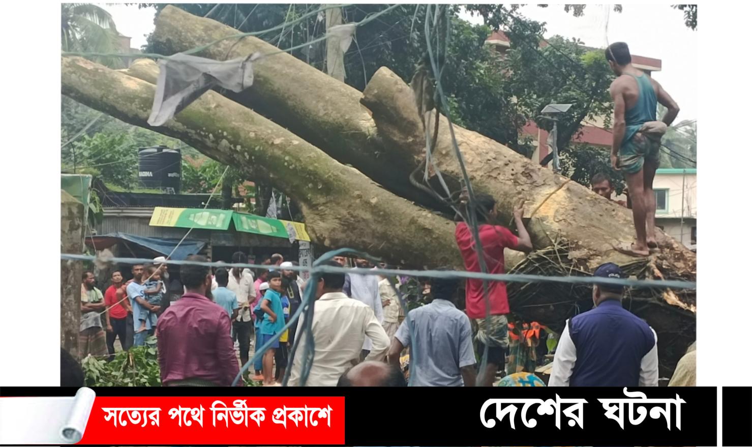 গাছ উল্টে মহাসড়কে দশ ঘন্টা যানচলাচল বন্ধ: নিরসনে দেবীদ্বার পৌর মেয়র