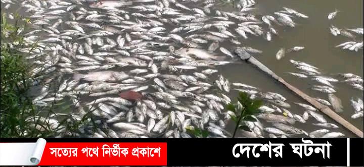 বগুড়ার শেরপুরে গ্যাস ট্যাবলেব দিয়ে পুকুরের মাছ নিধন