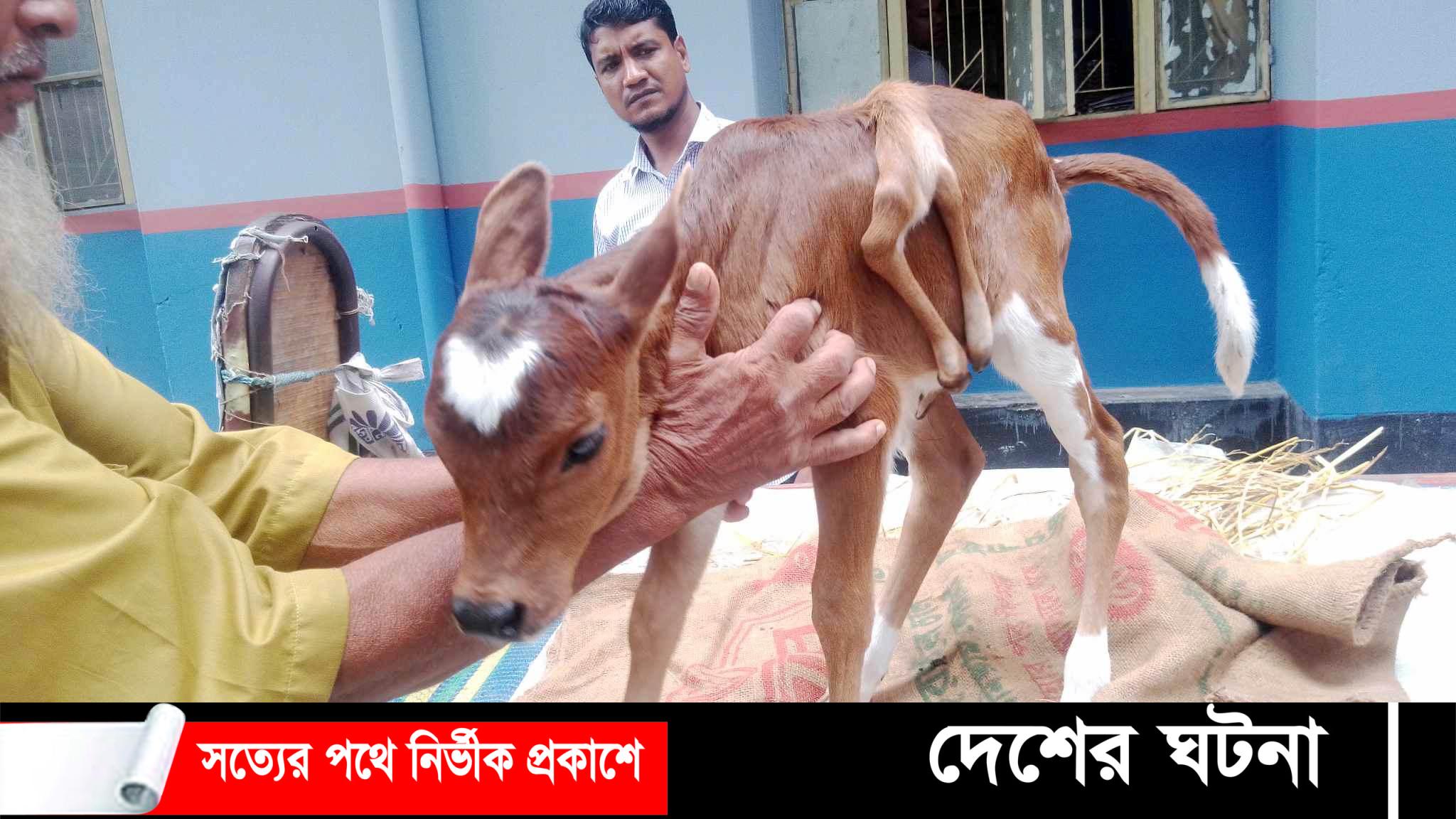 ৬ পা নিয়ে জন্ম নিলো গাভীর বাছুর