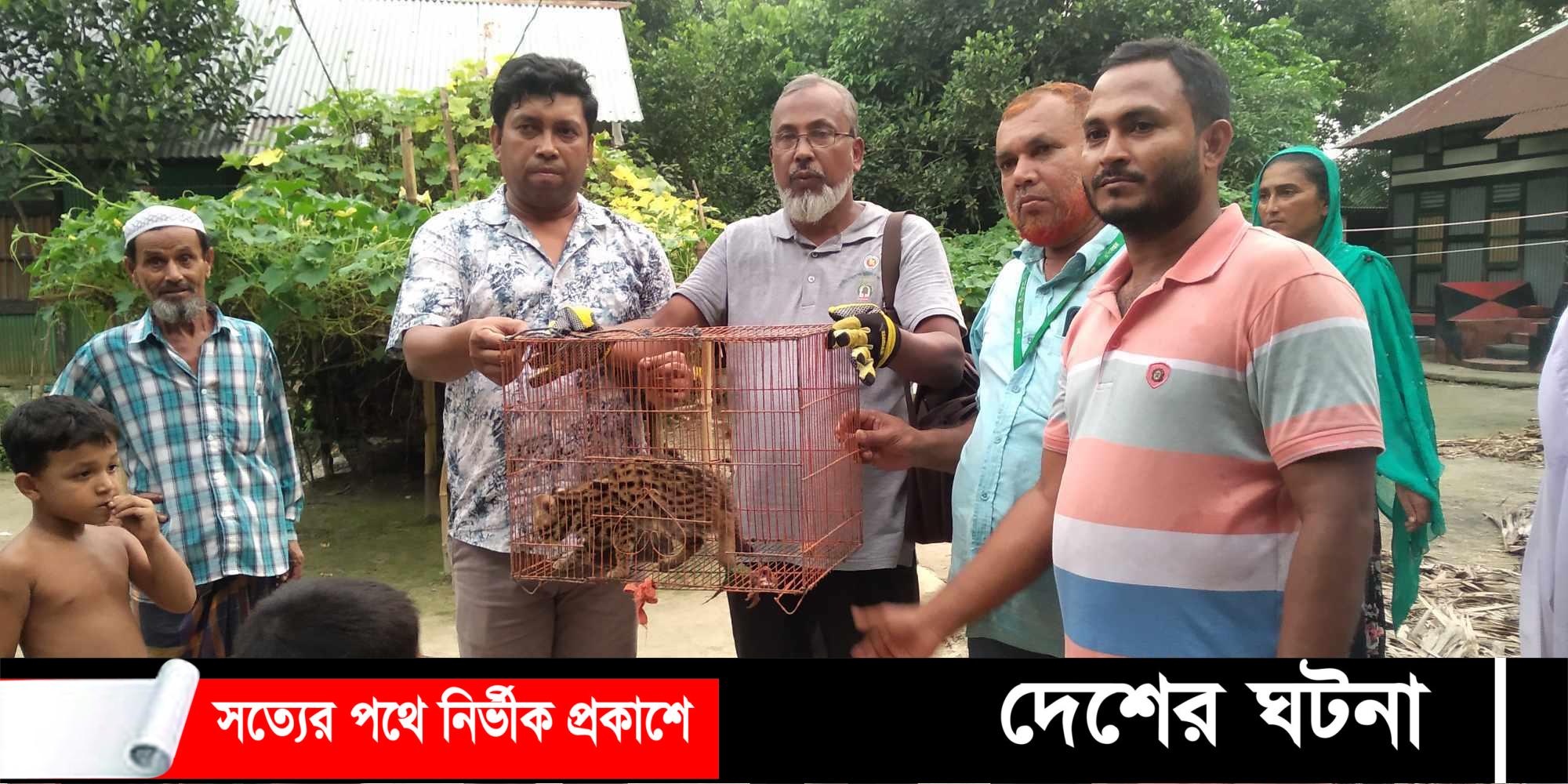 দাউদকান্দিতে মেছো বিড়াল শাবক অবমুক্ত