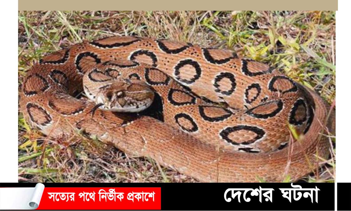 চরভদ্রাসনে বর্ষা মৌসুমে পানি বৃদ্ধির ফলে বেড়েছে রাসেল ভাইপার সাপের উপদ্রব