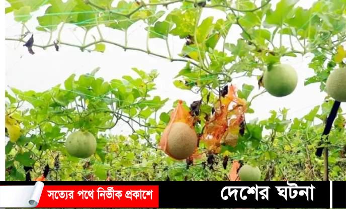 কুমিল্লায় চাষ হচ্ছে মরুভূমির ফল সাম্মাম