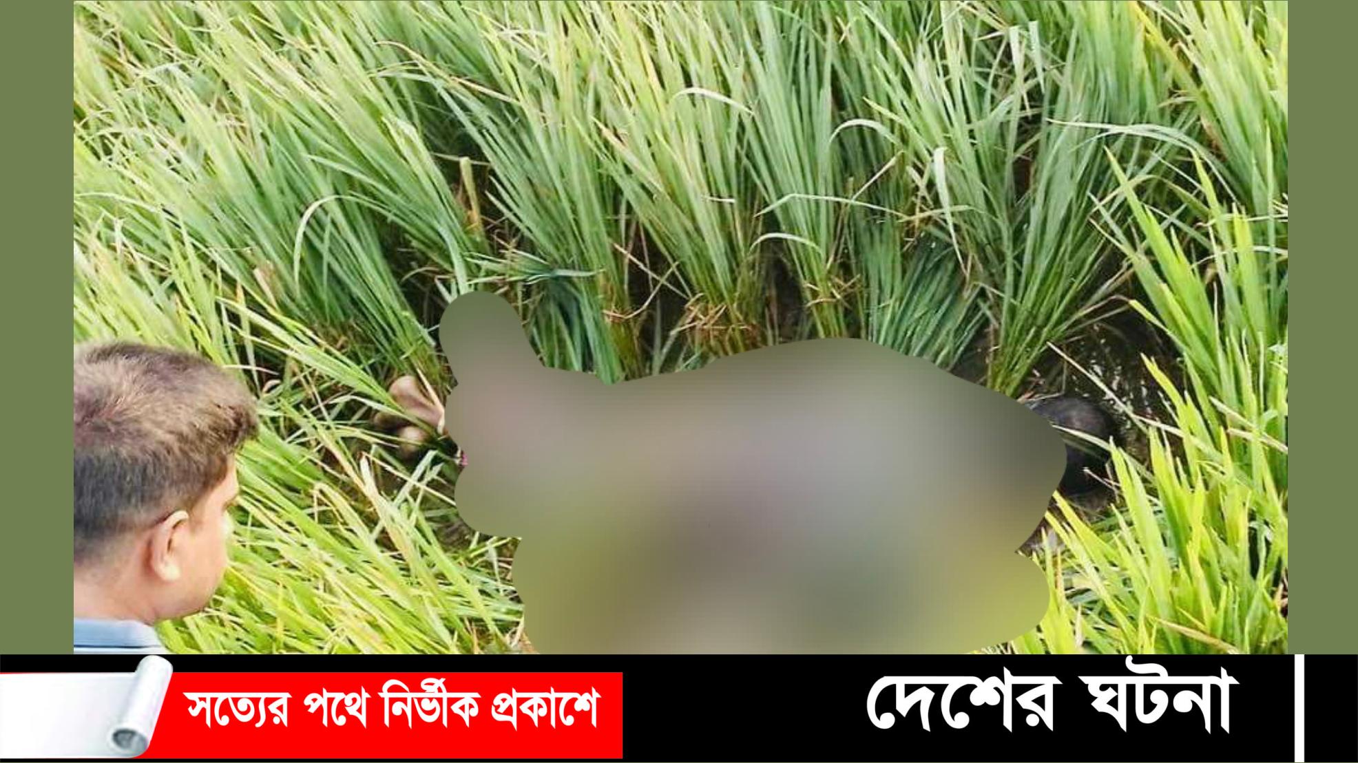 ঘোড়াঘাটে ধানক্ষেত থেকে ভ্যান চালকের লাশ উদ্ধার