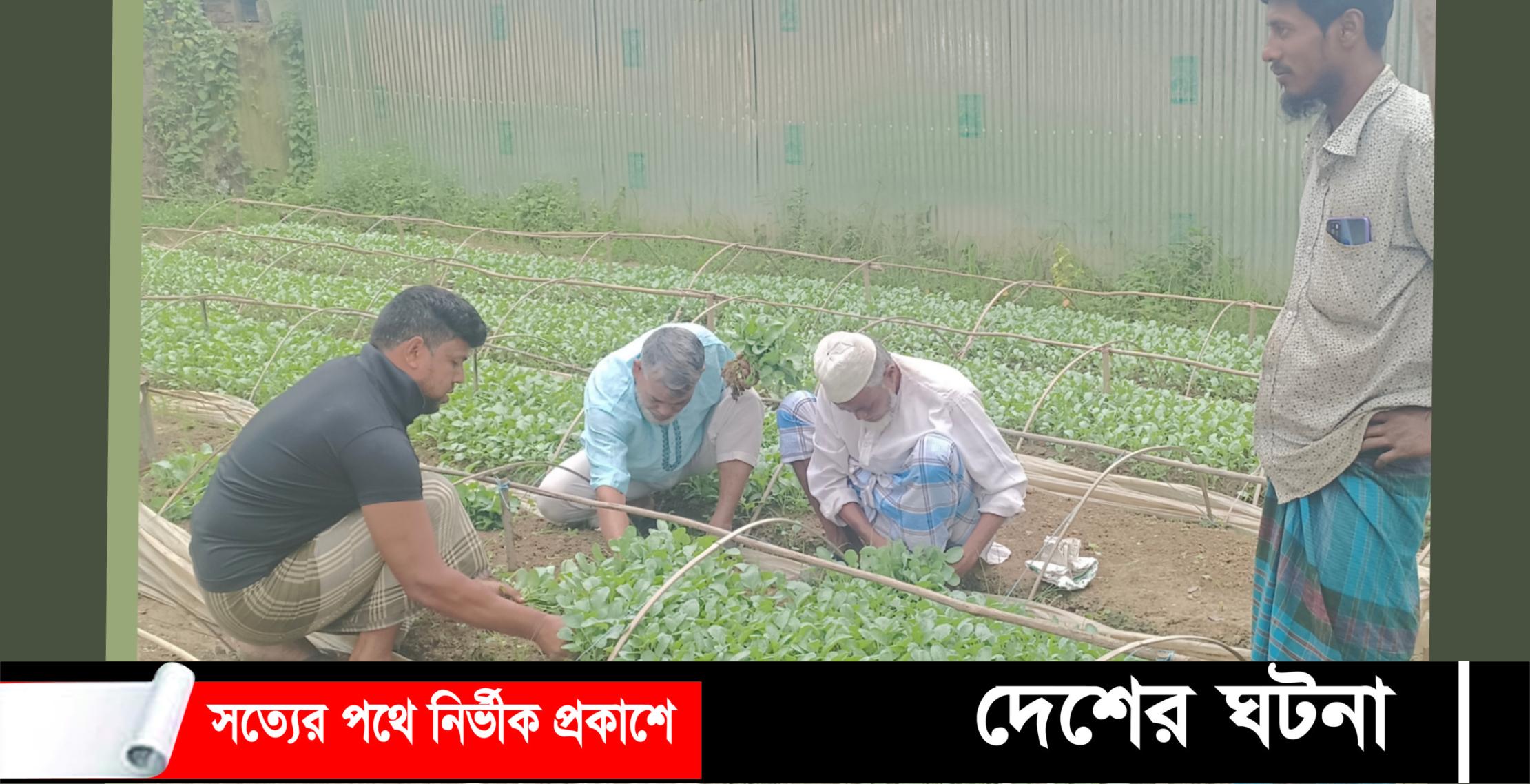 দেবীদ্বারে কপির চারা দেশজুড়ে বিক্রি: উৎপাদনে লাভবান কৃষকরা
