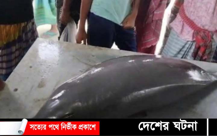 মুন্সীগঞ্জে জেলের জালে আটকা পড়লো ৫০ কেজি ওজনের শুশুক
