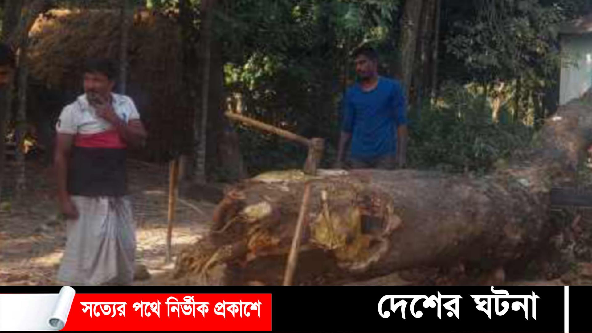 রানীশংকৈল মেয়রের দরপত্র,গাছ কাটলেন ইউপি চেয়ারম্যান, জব্দ করলেন ইউএন,