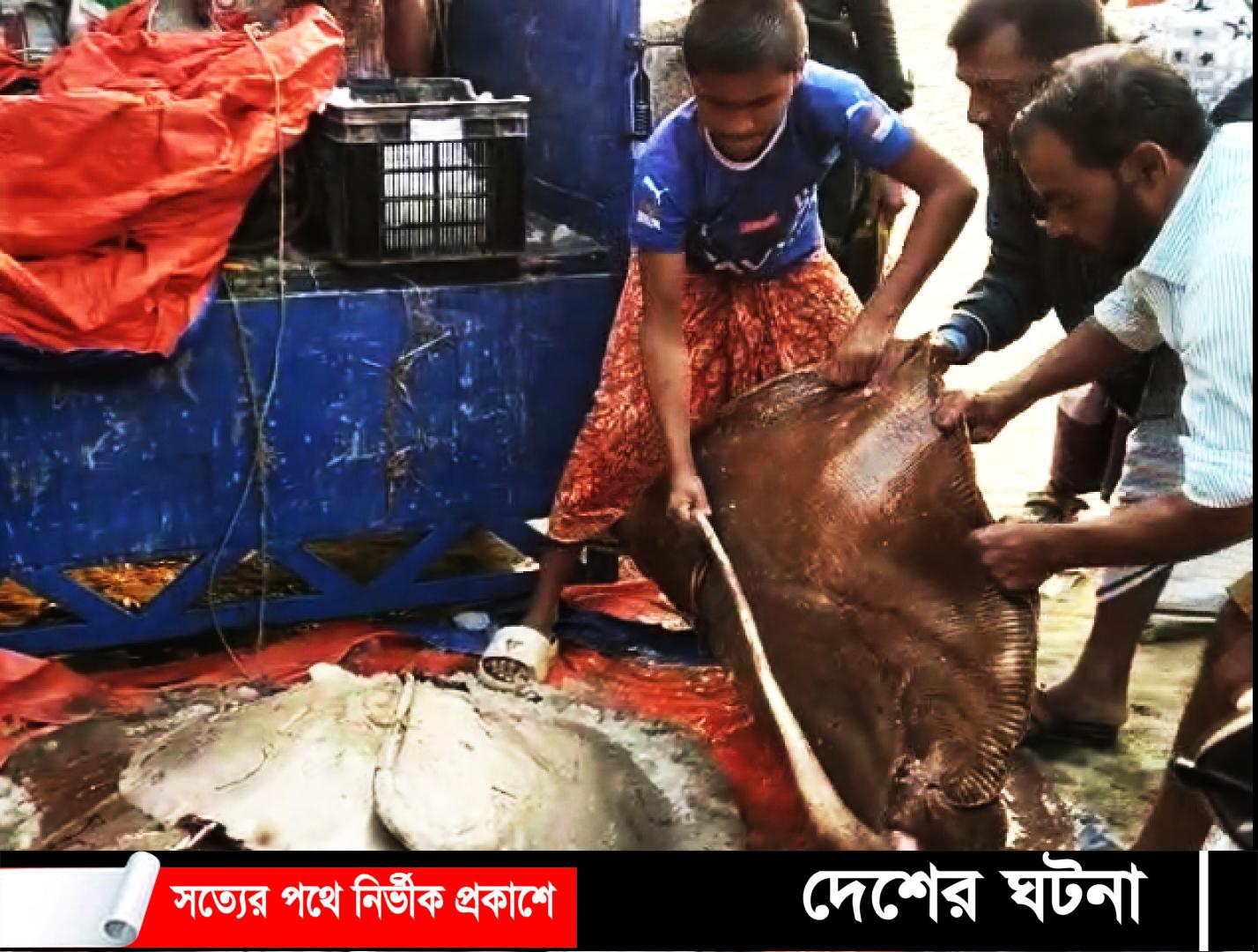 ১ লাখ ৮ হাজারে বিক্রি হলো ১২ শাপলা পাতা মাছ