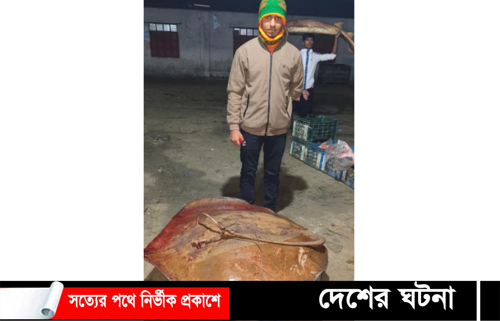 ৭২ হাজারে বিক্রি হলো ৪মণ ওজনের শাপলা পাতা মাছ