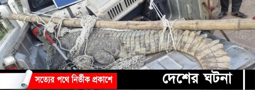 পুকুরে অবরুদ্ধ কুমির ৩৫ বছর পর উদ্ধার