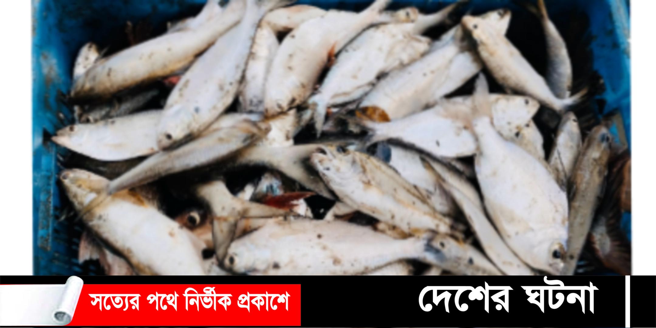 নোয়াখালীতে এক পুকুরে মিলল ৯ কেজি ইলিশ