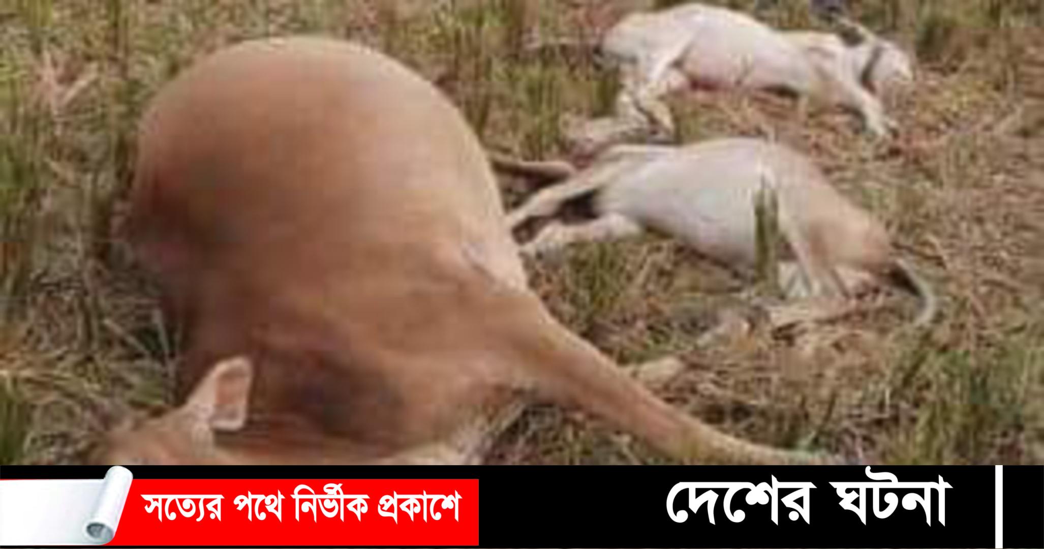 কলাপাড়ায় বজ্রপাতে তিনটি গরুর মৃত্যু