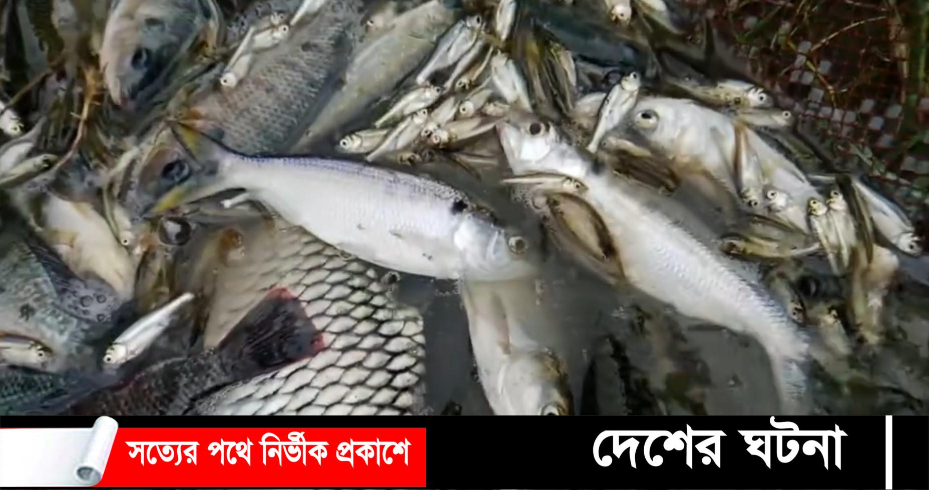 হাতিয়ায় মসজিদের পুকুরে ধরা পড়ল ১০ ইলিশ