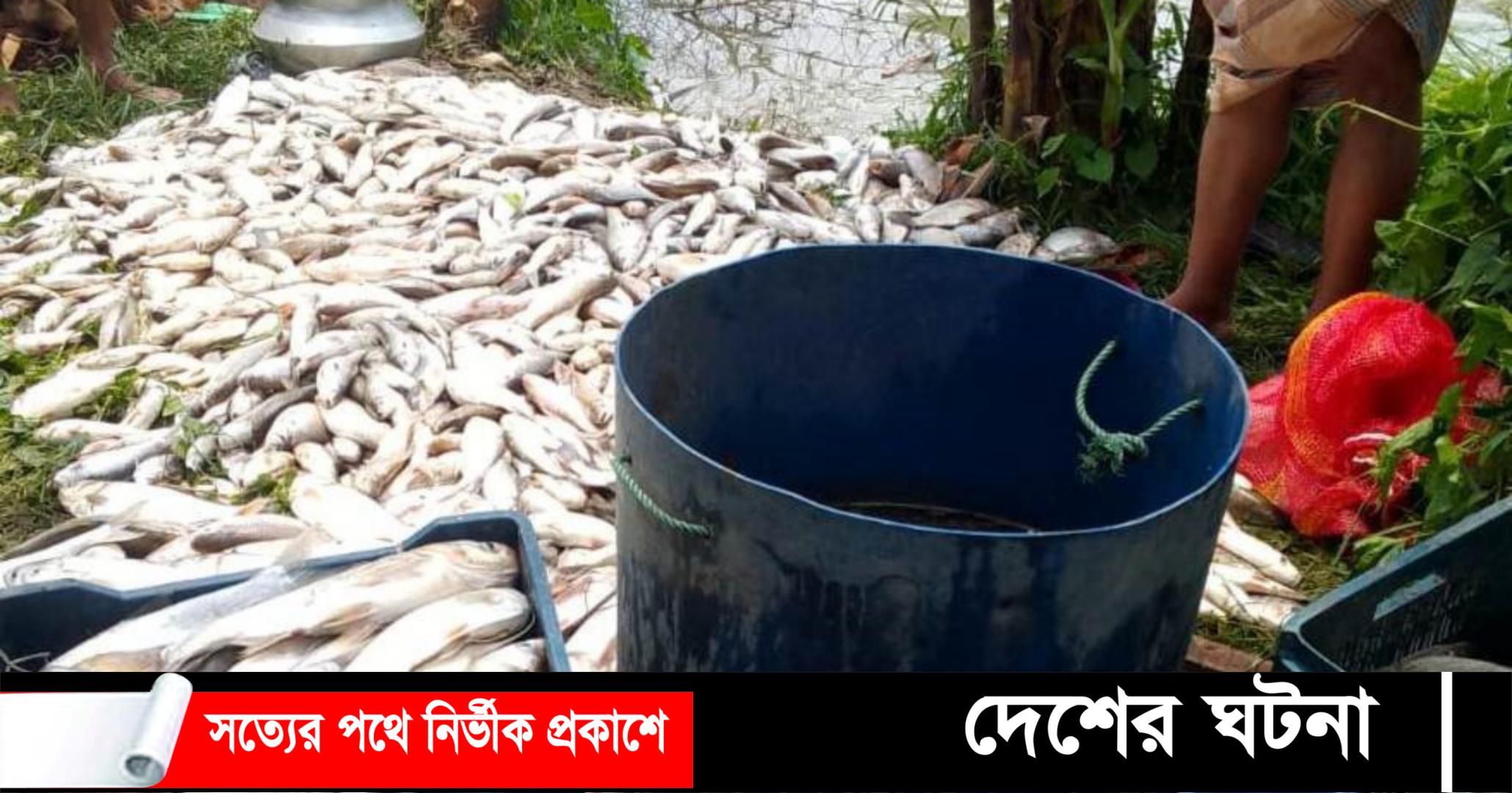 মাদক সেবনে বাঁধা দেয়ায় বিষ দিয়ে ২৫ লক্ষ টাকার মাছ মেরে নিঃস্ব করল খামারীকে
